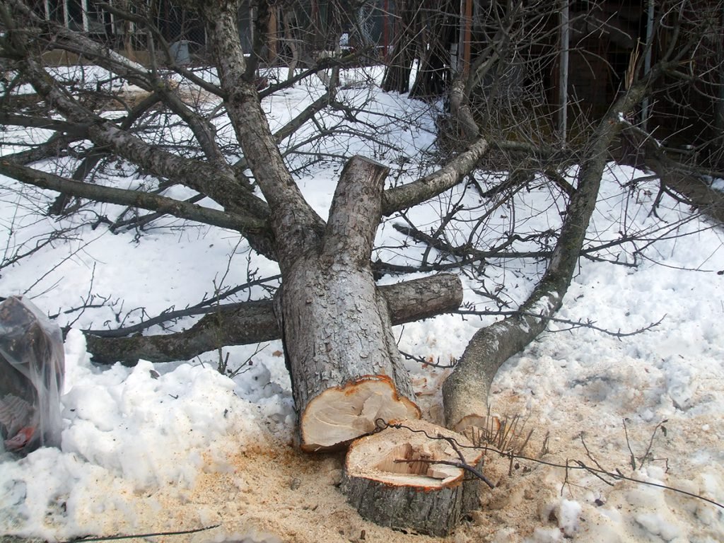 Așa au fost tăiați pomii fructiferi din curtea casei pe care a pus mâna firma lui Kadas și Alexa