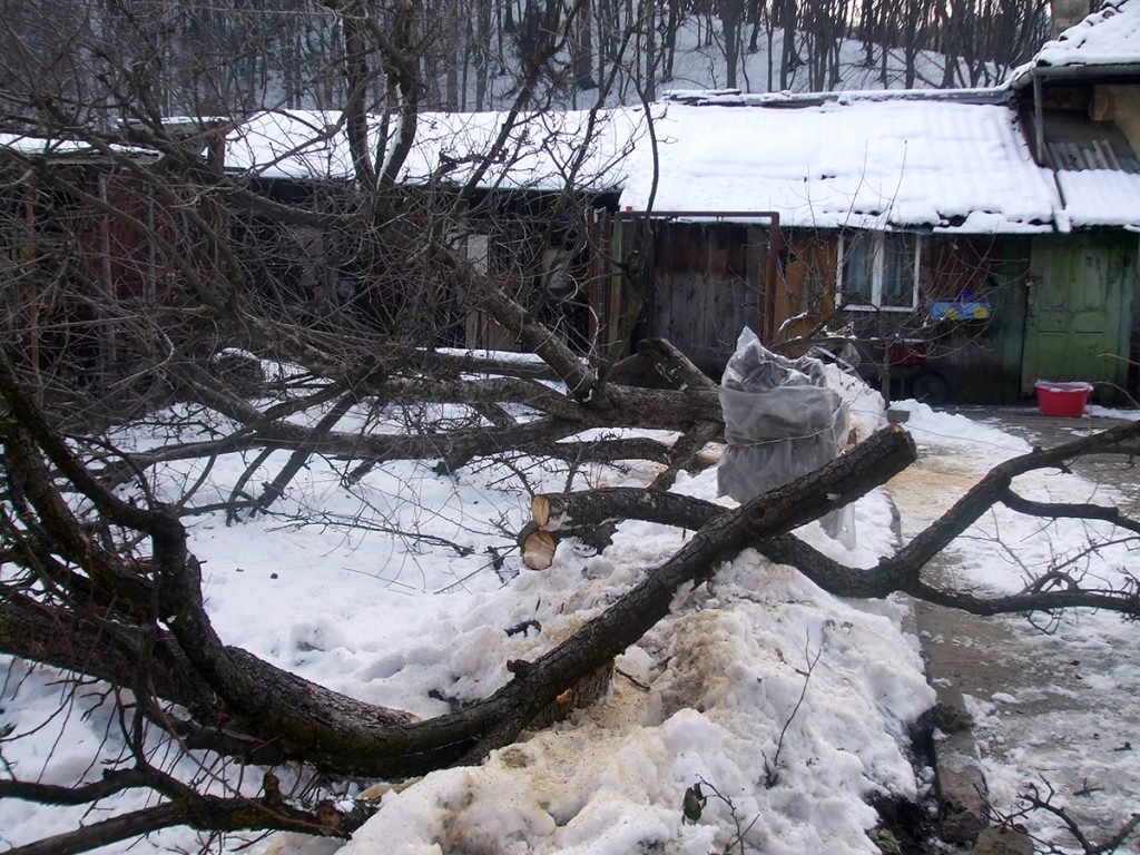 Așa au fost tăiați pomii fructiferi din curtea casei pe care a pus mâna firma lui Kadas și Alexa