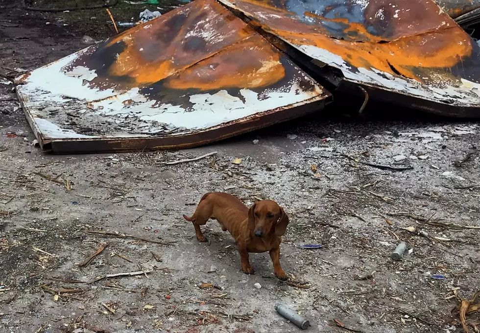 Un teckel rămas fără stăpn în Mariupolul bombardat | Foto: Profimedia